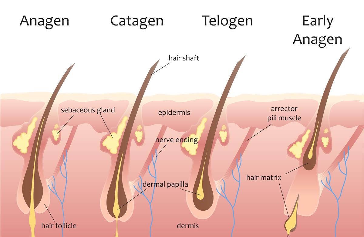 Men Hair Loss Information - CHR Clinic